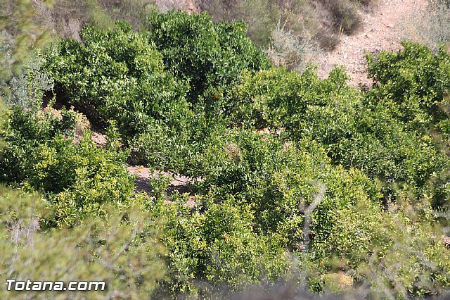 XVII Bike Maraton Btt Ciudad de Totana 2014 - 10